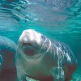 Manatee Sanctuary Park