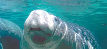 Image related to Manatee Sanctuary Park 