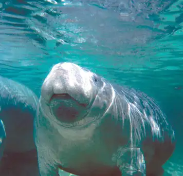 Image related to Manatee Sanctuary Park