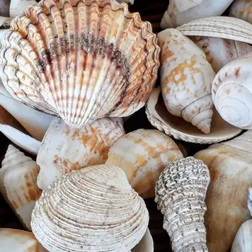 Image related to Image related to Shell Museum