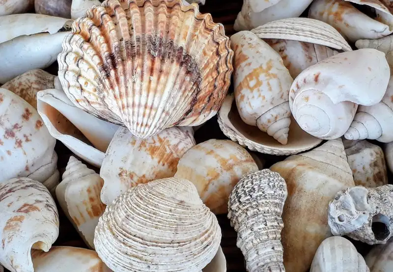 Shell Museum