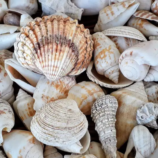 Shell Museum