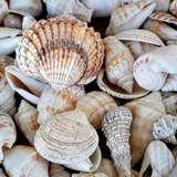 Image related to Shell Museum