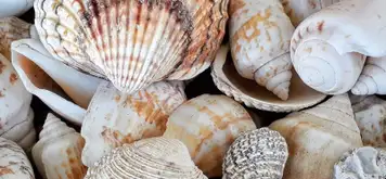 Image related to Shell Museum