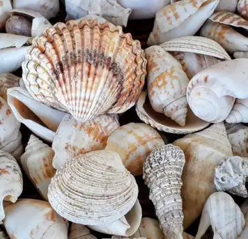 Image related to Shell Museum