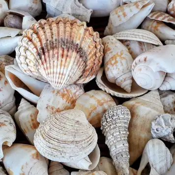 Image related to Image related to Shell Museum