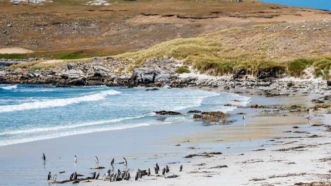 Falkland Islands 