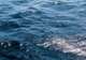 Lembeh Strait