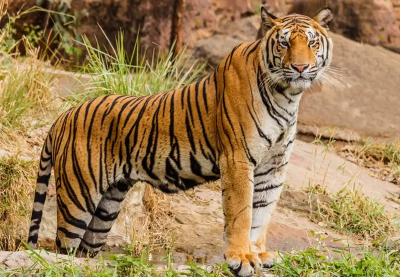 Image related to SriRacha Tiger Zoo