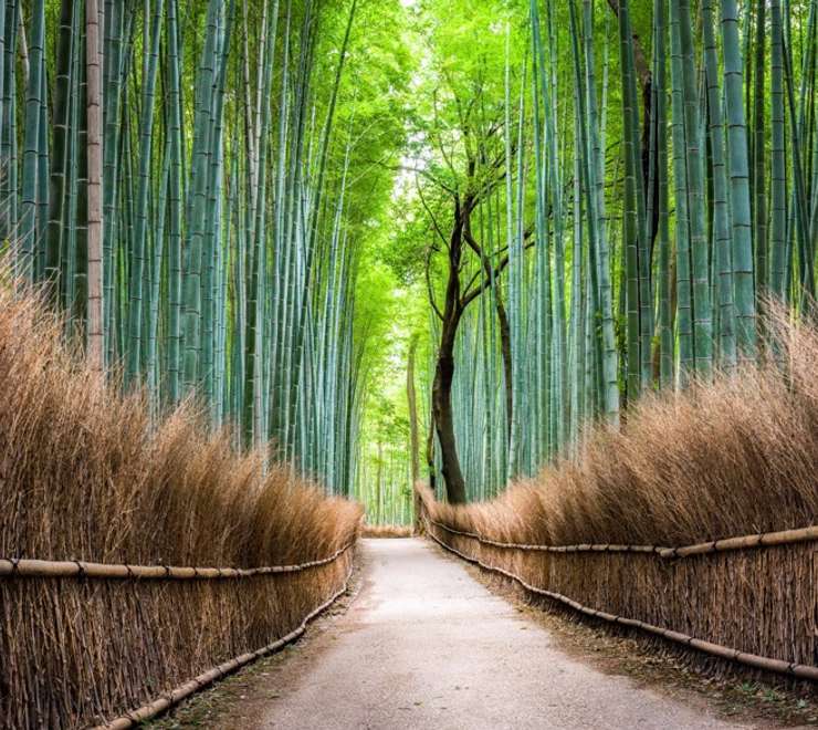 Arashiyama