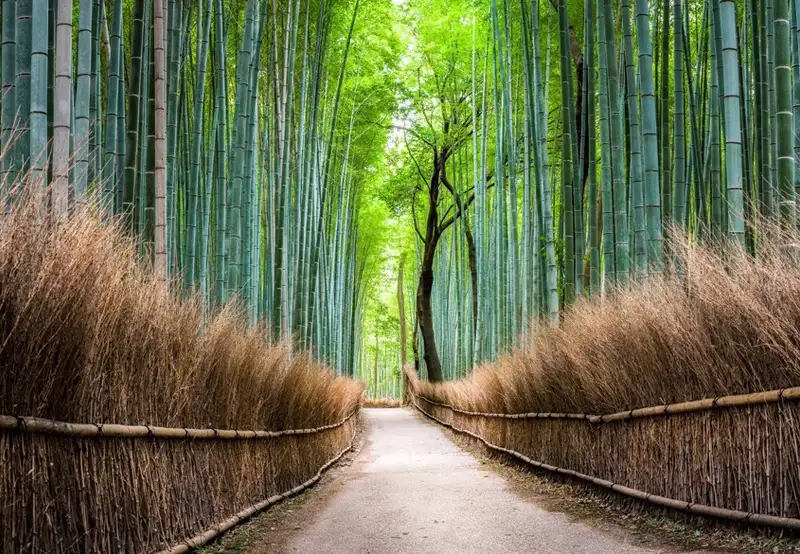 Image related to Arashiyama