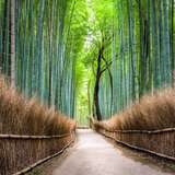 Image related to Arashiyama
