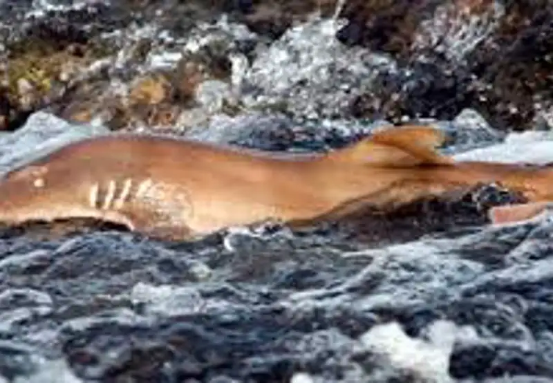 Wildlife Spotting