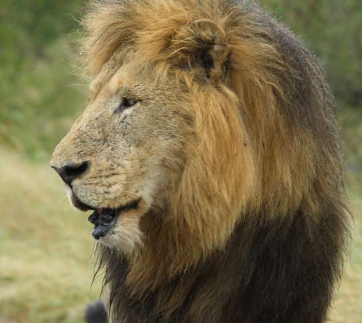 ‘Big Five’ Wildlife Safari