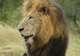 ‘Big Five’ Wildlife Safari