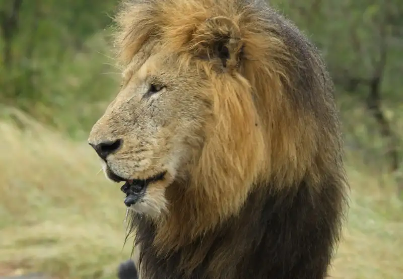 ‘Big Five’ Wildlife Safari