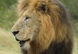 IgluCruise.Application.ViewModels.Shared.WebImageViewModel?.Description