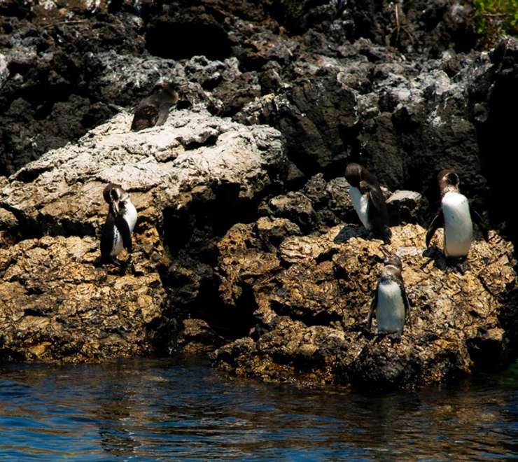 Snorkel the Mangrove Roots