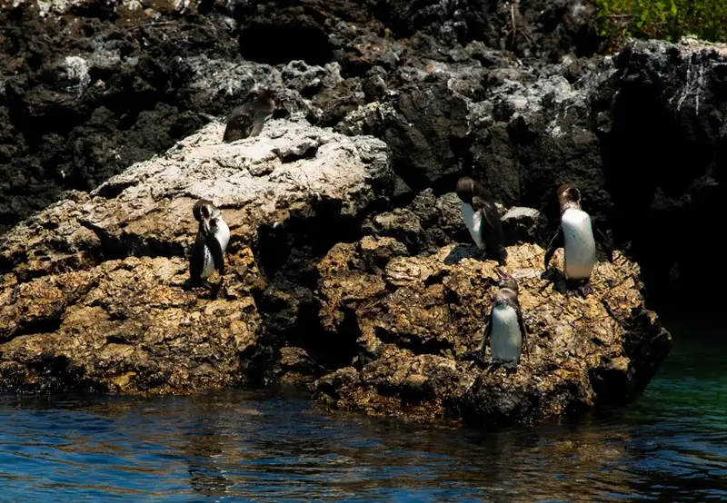 Snorkel the Mangrove Roots