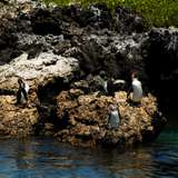 Image related to Snorkel the Mangrove Roots