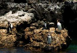 IgluCruise.Application.ViewModels.Shared.WebImageViewModel?.Description