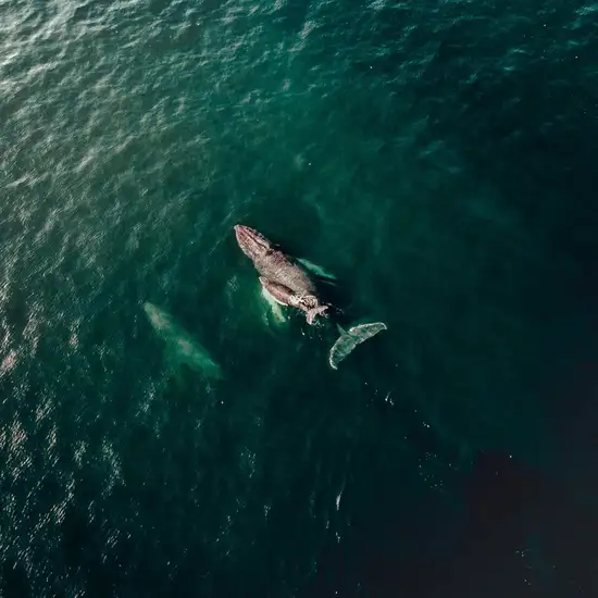 Image related to Golfo Dulce