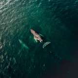 Image related to Golfo Dulce