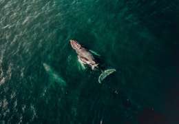 IgluCruise.Application.ViewModels.Shared.WebImageViewModel?.Description