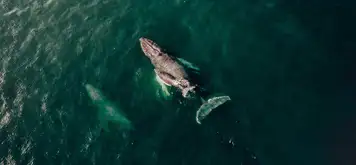 Image related to Golfo Dulce