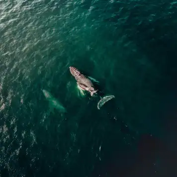 Image related to Golfo Dulce