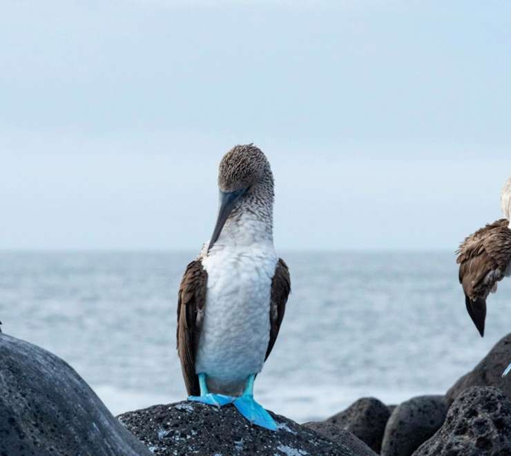 Spot Nesting Seabirds