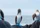 Spot Nesting Seabirds