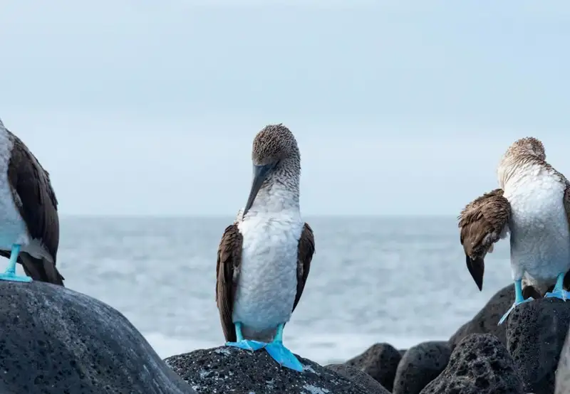 Spot Nesting Seabirds