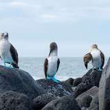 Image related to Spot Nesting Seabirds
