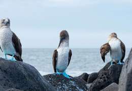 IgluCruise.Application.ViewModels.Shared.WebImageViewModel?.Description