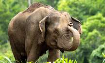 Bangkok, Chiang Rai, & Chiang Mai Tour (8 nights)