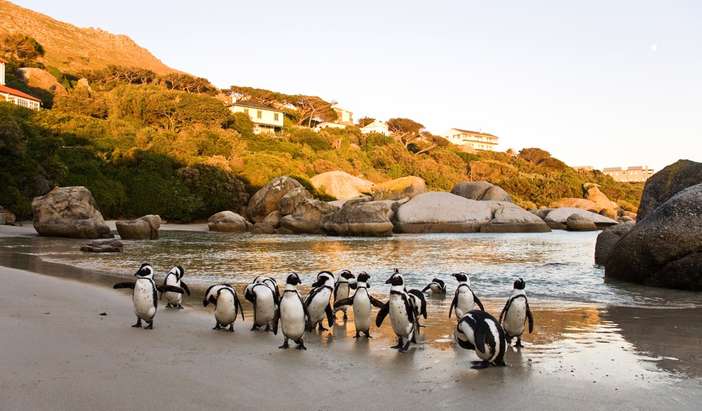4-Night Thompson's Africa Tour - Cape Town + Tours
