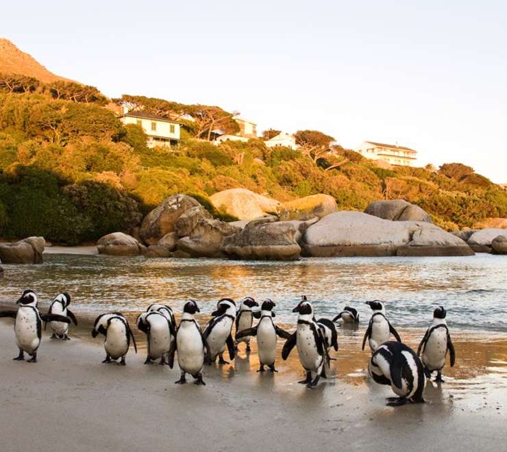 4-Night Thompson's Africa Tour - Cape Town + Tours