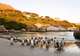 4-Night Thompson's Africa Tour - Cape Town + Tours