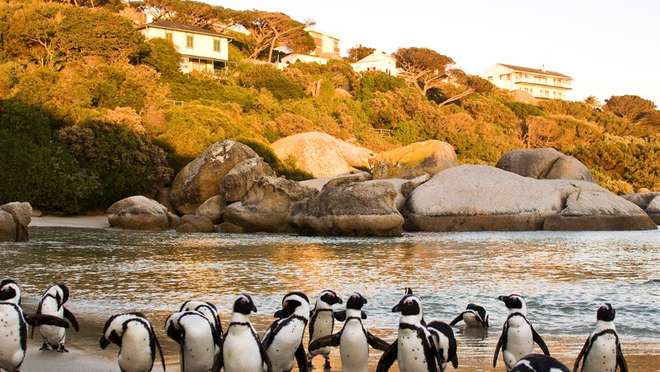 4-Night Thompson's Africa Tour - Cape Town + Tours