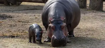 Image related to Haller Park 