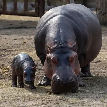 Image related to Haller Park 