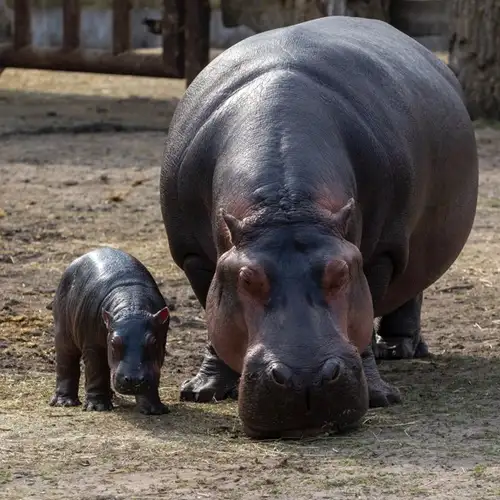 Image related to Haller Park 