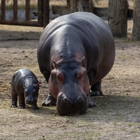 Image related to Haller Park 