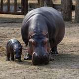 Image related to Haller Park 