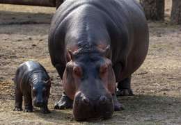 IgluCruise.Application.ViewModels.Shared.WebImageViewModel?.Description