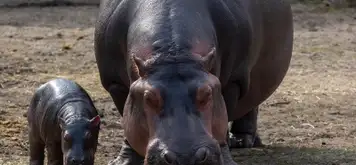 Image related to Haller Park 