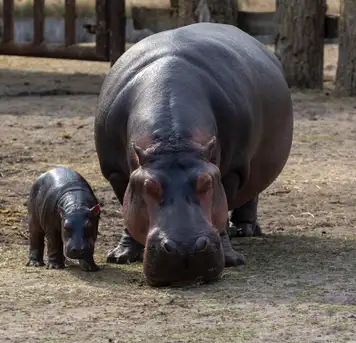 Image related to Haller Park 