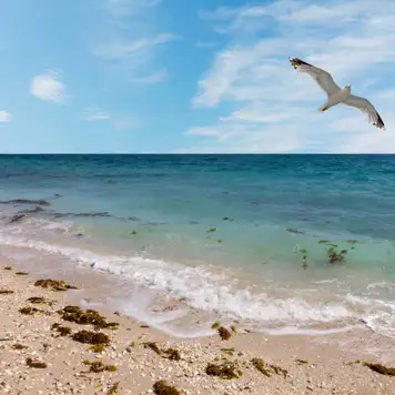 Image related to Nature Walk