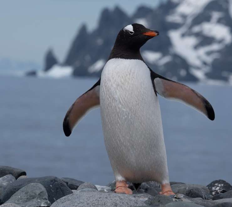 Penguins